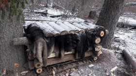 Alone S11E08 XviD-AFG EZTV