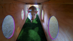 Amazing Animal Friends S01 1080p WEBRip DD5 1 x264-CAFFEiNE EZTV