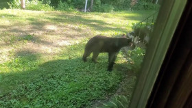 Americas Funniest Home Videos S32E09 720p HEVC x265-MeGusta EZTV