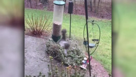 Americas Funniest Home Videos S33E19 720p WEB h264-EDITH EZTV