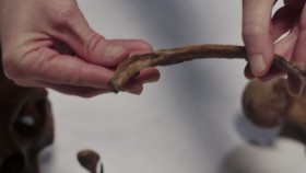 Americas Hidden Stories S02E04 Vampires in America 720p HEVC x265-MeGusta EZTV