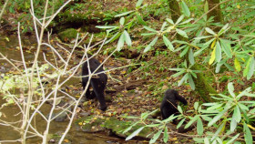 Americas National Parks Classic S01 1080p WEBRip x265 EZTV