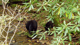Americas National Parks Classic S01 720p DSNP WEBRip DDP5 1 x264-SMURF EZTV