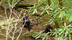 Americas National Parks Classic S01 WEBRip x264-ION10 EZTV