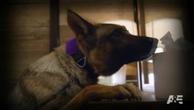 Americas Top Dog S01E10 Gaga for Doggles 720p HDTV x264-CRiMSON EZTV
