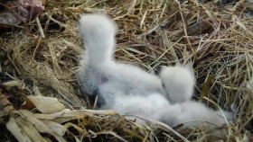 Animal 2021 S02E02 720p WEB h264-DELAYED EZTV