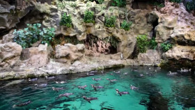 Animal Embassy S01E02 1080p HEVC x265-MeGusta EZTV