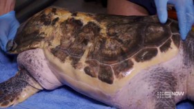 Animal Embassy S01E02 Federica Turtle XviD-AFG EZTV