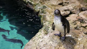 Animal Embassy S01E02 XviD-AFG EZTV