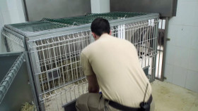 Animal Embassy S01E03 1080p HEVC x265-MeGusta EZTV