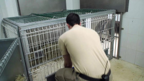 Animal Embassy S01E03 1080p WEB h264-POPPYCOCK EZTV