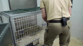 Animal Embassy S01E03 XviD-AFG EZTV