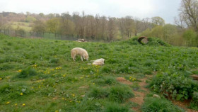 Animal Park S18E05 XviD-AFG EZTV