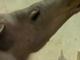 Animal Park S18E11 480p x264-mSD EZTV