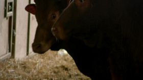 Animal Park S18E12 1080p HDTV H264-DARKFLiX EZTV