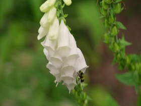 Antiques Roadshow UK S47E05 480p x264-mSD EZTV