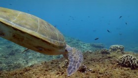 Arabian Seas S01E05 A Turtles Legacy 720p WEB h264-CAFFEiNE EZTV