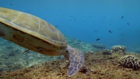 Arabian Seas S01E05 A Turtles Legacy WEB h264-CAFFEiNE EZTV