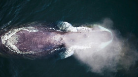 Arctic From Above S01E01 1080p WEB H264-CBFM EZTV