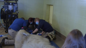 Arctic Vets S01 720p WEBRip AAC2 0 x264-BAE EZTV