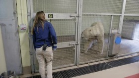 Arctic Vets S01E01 XviD-AFG EZTV