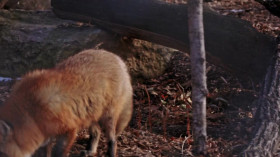 Arctic Vets S01E07 WEBRip x264-BAE EZTV