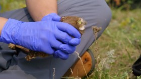 Arctic Vets S01E09 1080p HEVC x265-MeGusta EZTV