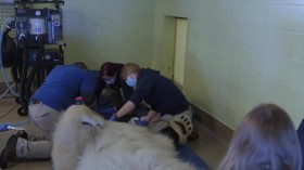 Arctic Vets S01E10 WEBRip x264-BAE EZTV