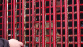 Arctic Vets S02E05 1080p HEVC x265-MeGusta EZTV