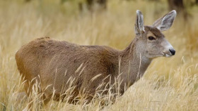 Arctic Vets S02E10 720p HEVC x265-MeGusta EZTV