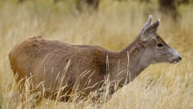 Arctic Vets S02E10 720p WEBRip x264-BAE EZTV