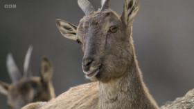 Asia 2024 S01E02 Above the Clouds 1080p WEBRip x264-CBFM EZTV