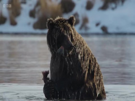 Asia 2024 S01E03 The Frozen North 480p x264-mSD EZTV