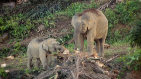 Asia 2024 S01E04 Tangled Worlds 1080p HEVC x265-MeGusta EZTV