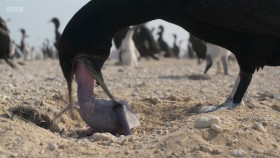 Asia 2024 S01E06 The Arid Heart 1080p HEVC x265-MeGusta EZTV