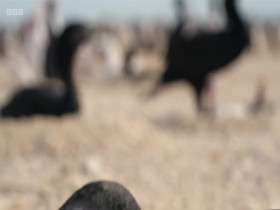 Asia 2024 S01E06 The Arid Heart 480p x264-mSD EZTV