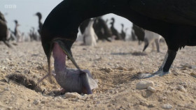 Asia 2024 S01E06 The Arid Heart 720p HEVC x265-MeGusta EZTV