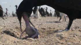 Asia 2024 S01E06 The Arid Heart XviD-AFG EZTV