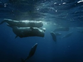 Atlantic A Year in the Wild S01E04 480p x264-mSD EZTV