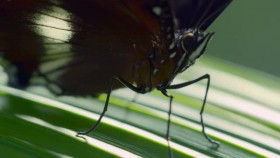 Attenboroughs Life in Colour S01E01 XviD-AFG EZTV