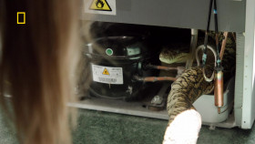 Aussie Snake Wranglers S01E01 1080p WEB H264-CBFM EZTV