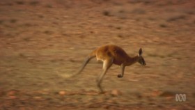 Australia Remastered S01E01 Kangaroo Tales 720p HDTV AAC2 0 x264-LegoJohnson46 EZTV