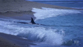 Australia Remastered Wild Australians S01 720p HDTV x264-CBFM EZTV