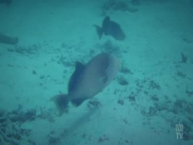 Australia Remastered Wild Treasures S03E05 Great Barrier Reef 480p x264-mSD EZTV