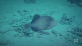 Australia Remastered Wild Treasures S03E05 Great Barrier Reef WEB h264-WEBTUBE EZTV