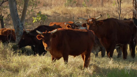 Australian Story S29E30 Holding Ground Chris Henggeler 1080p HDTV H264-CBFM EZTV