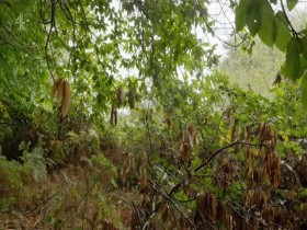 Autumn at Jimmys Farm S01E03 480p x264-mSD EZTV