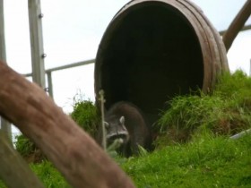 Autumn at Jimmys Farm S01E04 480p x264-mSD EZTV