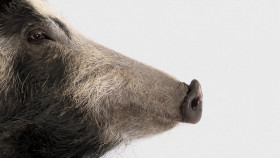 Awesome Animals S01E02 Hog Genius 1080p DSNP WEB-DL AAC2 0 H 264-playWEB EZTV