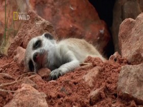 Baby Animals In The Wild S01E06 Desert Babies 480p x264-mSD EZTV